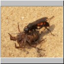 Anoplius viaticus - wegwespe-01.jpg